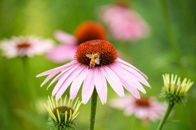 免疫力アップのハーブであるエキナセアの一種、エキナセア・パリダ（ピンク色の花弁が垂れさがる品種）：ハーブの一種